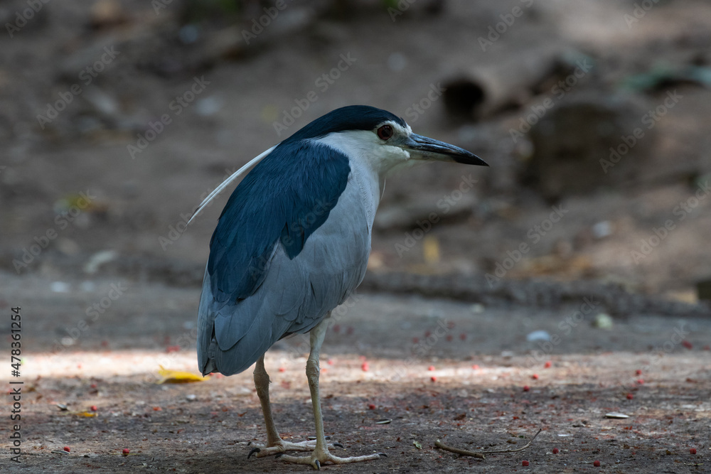 Close up Little Heron Bird,
Cute Blue Bird walking on the ground with two white long feathers Close up Little Heron Bird,
Cute Blue Bird walking on the ground with two white long feathers
