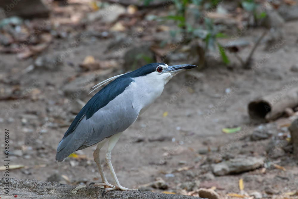 Close up Little Heron Bird,
Cute Blue Bird walking on the ground with two white long feathers Close up Little Heron Bird,
Cute Blue Bird walking on the ground with two white long feathers