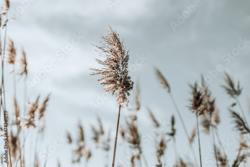Abstract natural background of soft plants Cortaderia selloana, pampas grass moving in the wind.