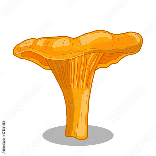 Chanterelle Mushroom Collection Colorful Hand Drawn Illustration