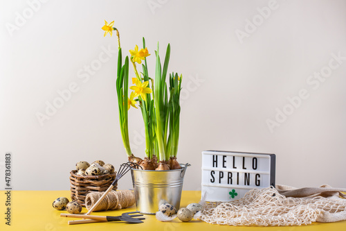 Fotografie, Obraz Spring easter holiday composition with narcissus flower, quail eggs