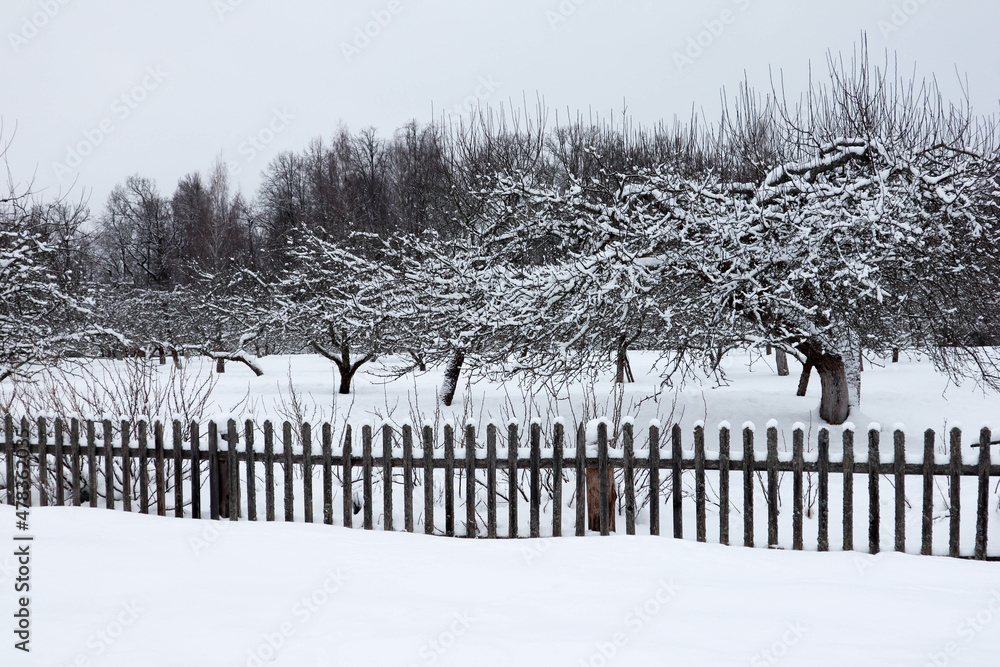 snow covered apple orchard behind the fence