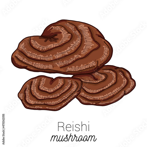 Reishi Medical Mushroom Colorful Vector hand drawn Illustration