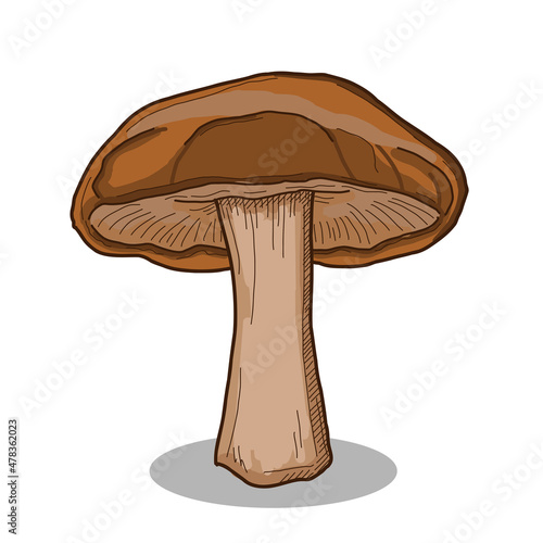 Shiitake Mushroom Collection Colorful Hand Drawn Illustration