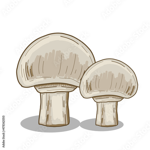 White Button Mushroom Collection Colorful Hand Drawn Illustration