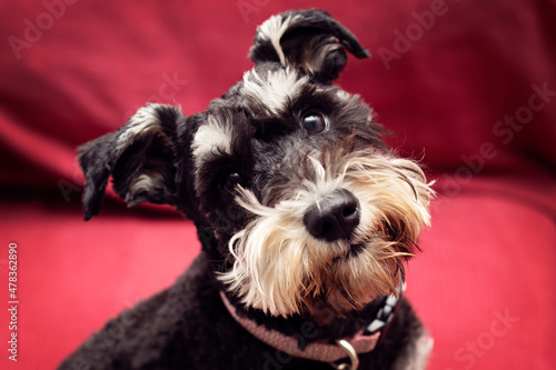 Obraz na plátně Cute Purebred Black Miniature Schnauzer Dog Puppy Portrait