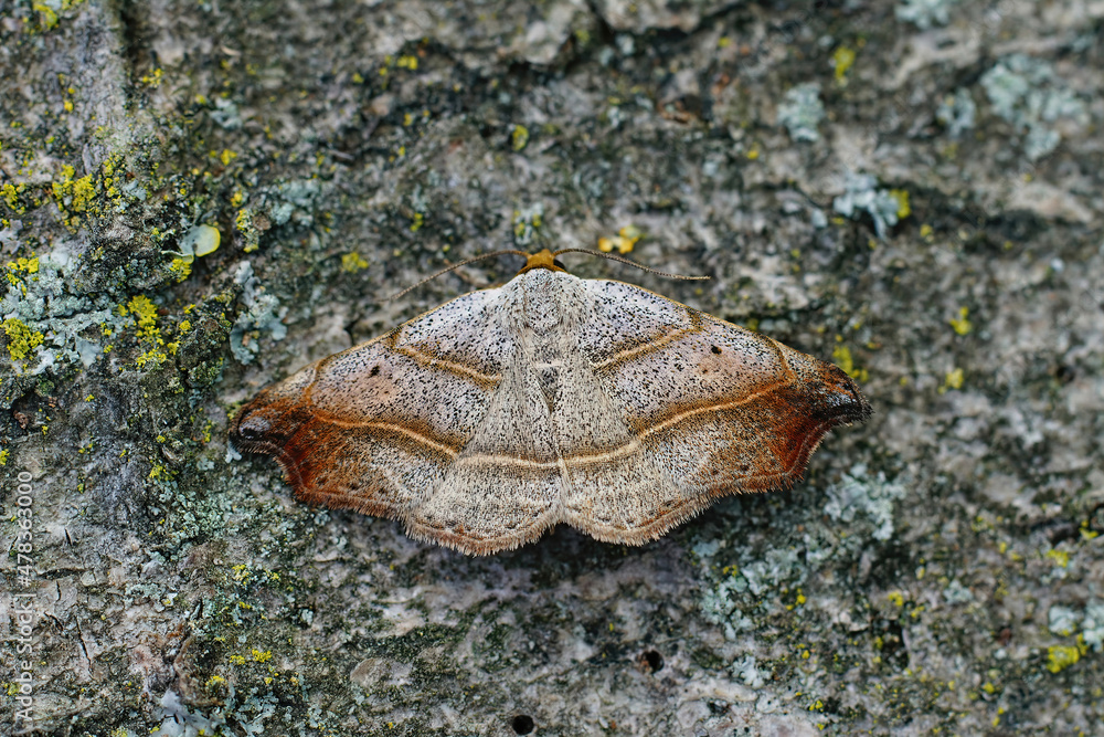 Closeup on the beautiful hook-tip geometer moth, Laspeyria flexula on a piece of wood Closeup on the beautiful hook-tip geometer moth, Laspeyria flexula on a piece of wood