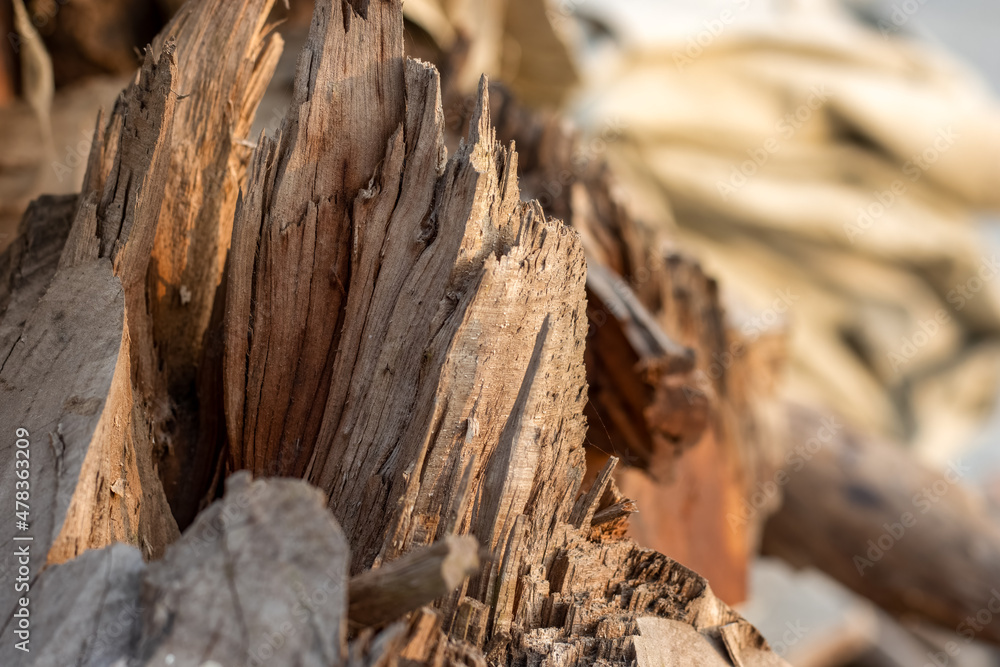 Chopped dry wood stump close up with selective focus Chopped dry wood stump close up with selective focus