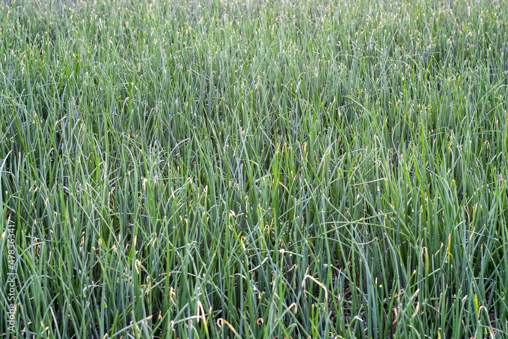Obraz premium A field of green organic onion plant
