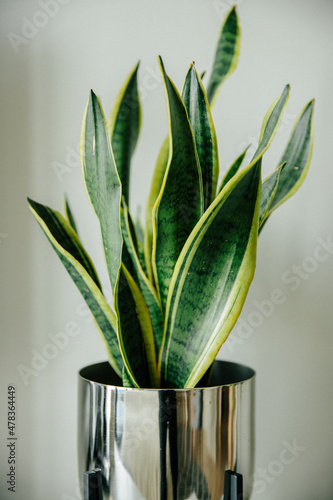 Decorative plant sansevieria trifasciata in a mirror pot in the interior,snake plant,striped leaves. Interior elements