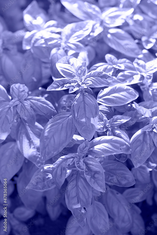 Toned with Very Peri Fresh basil in garden. Vertical background. Food and spices, healthy and tasty ingredient for many dishes, Italian cuisine and Pesto. Toned with Very Peri Fresh basil in garden. Vertical background. Food and spices, healthy and tasty ingredient for many dishes, Italian cuisine and Pesto.
