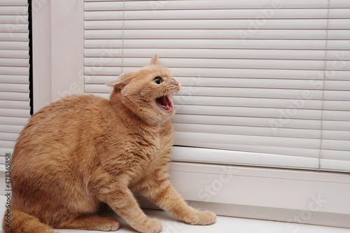 Fotografía An angry red cat with an open mouth on the windowsill, baring her teeth