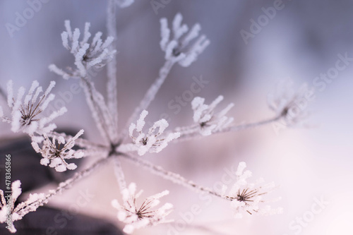 frozen branches of a tree © Aliona