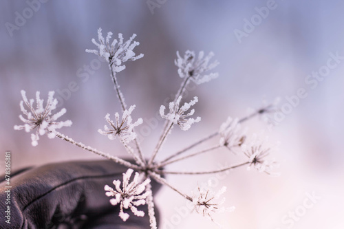 flowers in snow © Aliona