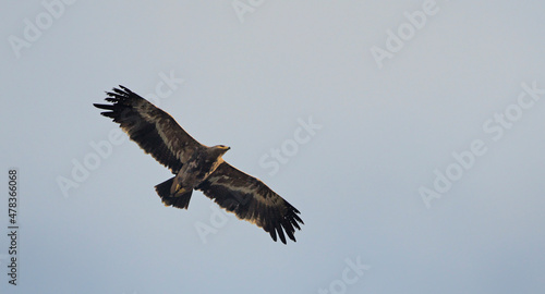 Steppe eagle (Aquila nipalensis), Crete photo