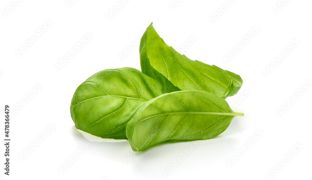 Basil isolated. Basil leaf on white. Close-up. Basil isolated. Basil leaf on white. Close-up.