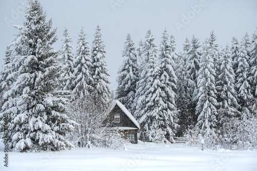 Winter nature of the Russian village. A house in the forest and Christmas trees covered with snow.