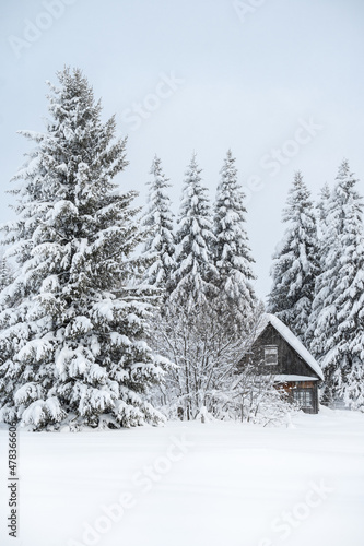 Winter nature of the Russian village. A house in the forest and Christmas trees covered with snow.