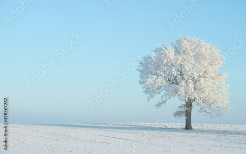Big frost, wonderful winter landscape. Frost on trees, meadows and in nature. Lithuania winter amazing nature. Majestic winter landscape glowing by sunlight in the morning. Dramatic wintry scene.