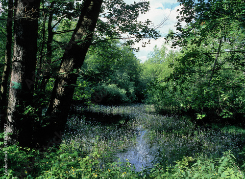 Biebrza National Park  region of Red Marsh  Poland