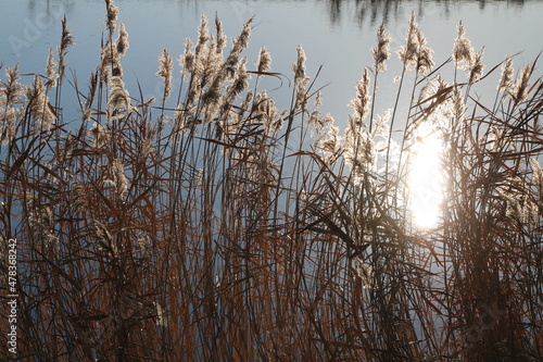 Schilf im Winter am Hadelner Kanal (reed in winter)