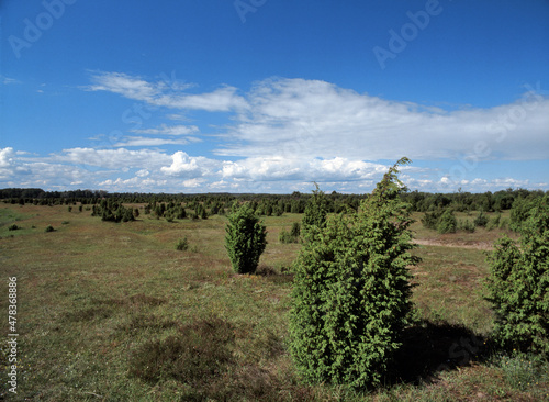 Meadows with junipers on the Narew River, Czartoria, Poland