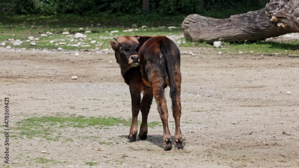 Baby Aurochs, Bos primigenius taurus in a german park - Domestic highland cattle
Baby Aurochs, Heck cattle, Bos primigenius taurus, claimed to resemble the extinct aurochs. Domestic highland cattle se Baby Aurochs, Bos primigenius taurus in a german park - Domestic highland cattle
Baby Aurochs, Heck cattle, Bos primigenius taurus, claimed to resemble the extinct aurochs. Domestic highland cattle se