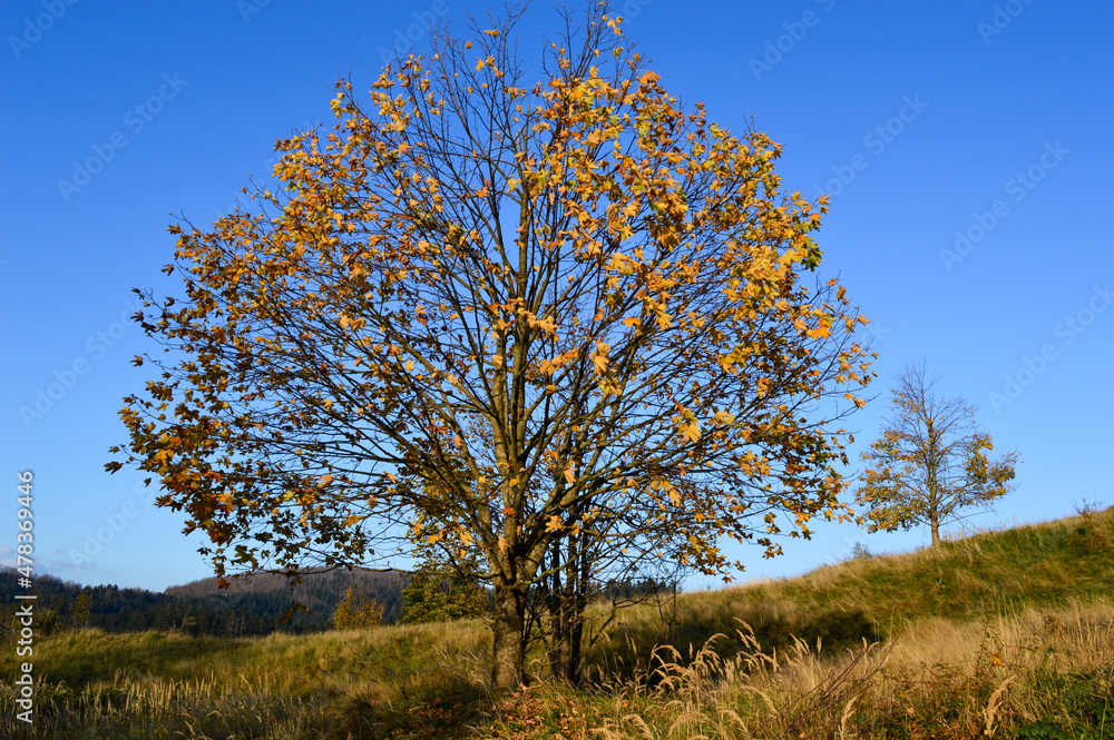Autumn foliage, lonely maple tree loosing leaves Autumn foliage, lonely maple tree loosing leaves
