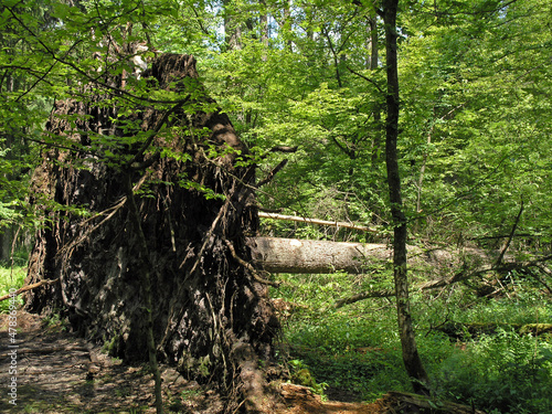 Fallen tree in Bialowieza National Park, Poland, Europe photo