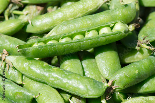 Top view of organic green peas in pods, freshly picked, green background