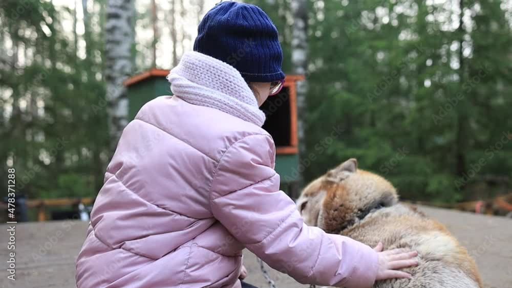 Little girl in pink jacket and glasses patting cute calm husky dog. Little girl in pink jacket and glasses patting cute calm husky dog.