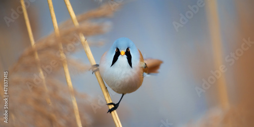 Beautiful nature scene with Bearded Parrotbill Panurus. photo