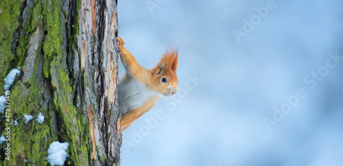 Flying squirrel jumps from tree to tree. © Jiří Fejkl