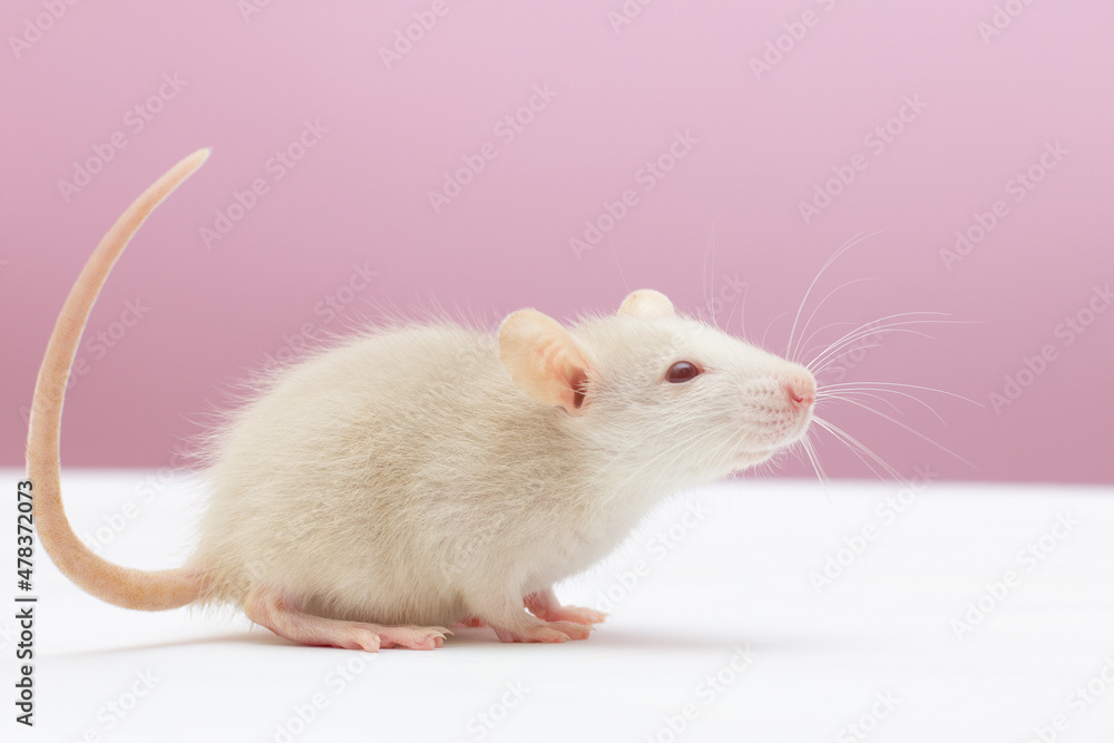 white dumbo rat play on pink background