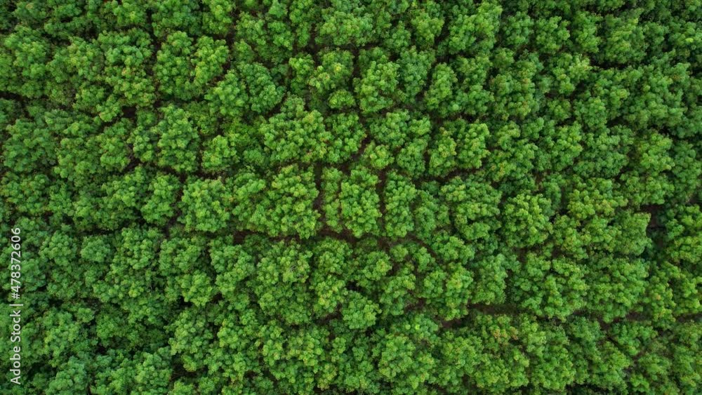 4K Aerial view over a rubber tree. rubber plantation. Drone view of Nature Background
4K Aerial view over a rubber tree. rubber plantation. Drone view of Nature Background