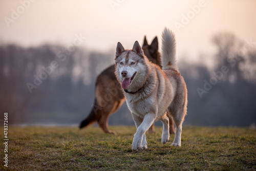 Husky and a German shepherd play together in the dog meadow. Dog friendship photographed backlit by the setting sun. The shepherd and the husky have brown fur