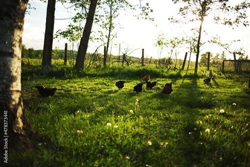 Heritage chickens on a small farm in rural Ontario, Canada. Farming and agriculture in North America.