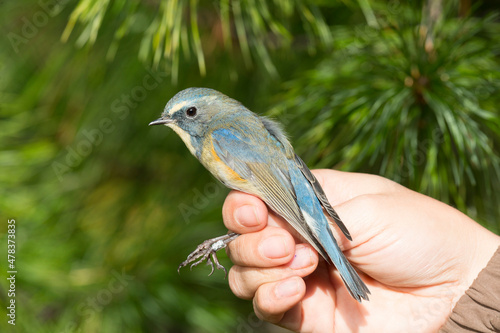 A Red-flanked bluetail in the hands of an ornithologist photo