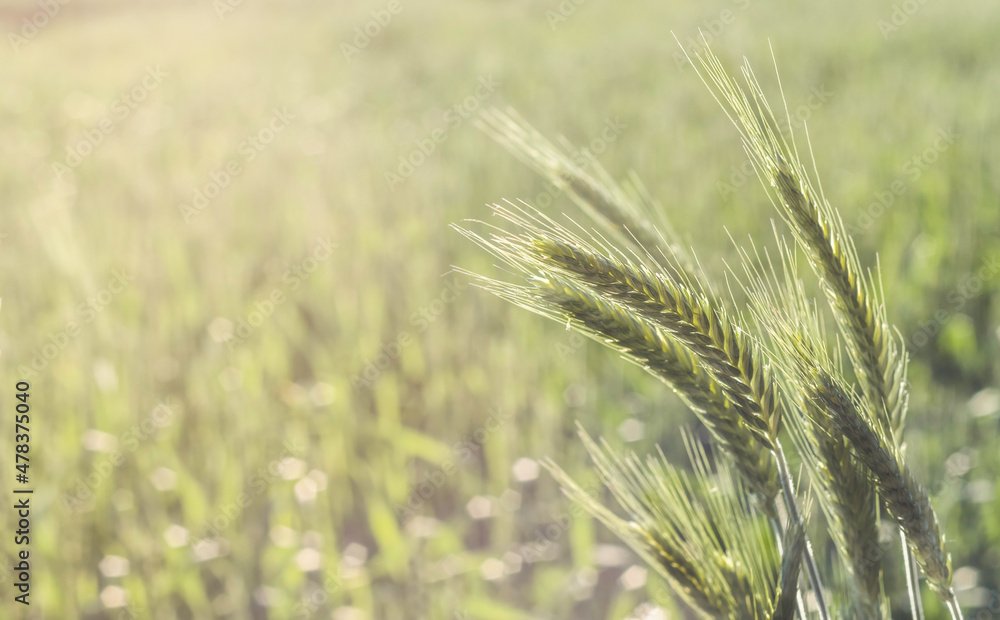 Young spikelets of wheat against the background of the field. Fresh grain harvest. agriculture. Young spikelets of wheat against the background of the field. Fresh grain harvest. agriculture.