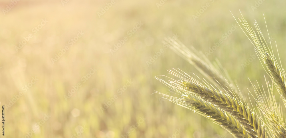 Young spikelets of wheat against the background of the field. Fresh grain harvest. agriculture. Young spikelets of wheat against the background of the field. Fresh grain harvest. agriculture.