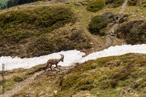 An ibex in the Mont Blanc massif in Europe, France, the Alps, towards Chamonix, in summer, on a sunny day.