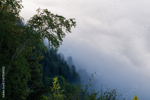 A tree dominates the forest above the clouds towards Chamonix in the Mont Blanc massif in Europe  in France  in the Alps  towards Chamonix  in summer  on a sunny day.