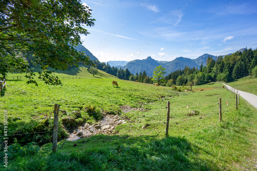 Kühe in den bayerischen Alpen auf der Alm im Chiemgau