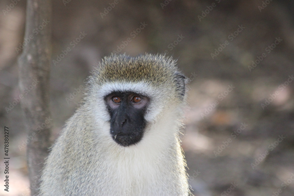 Vervet monkey sitting portrait Vervet monkey sitting portrait
