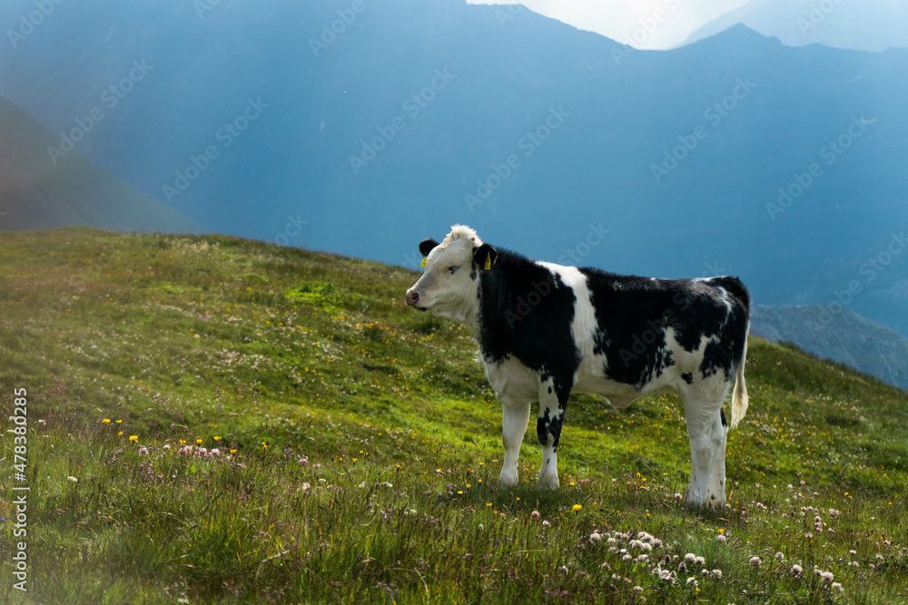 Alpine Cow Alpine Cow