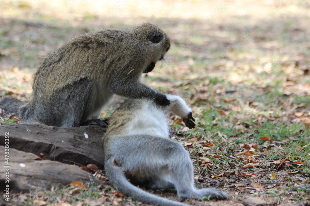 Obraz premium vervet monkey playing