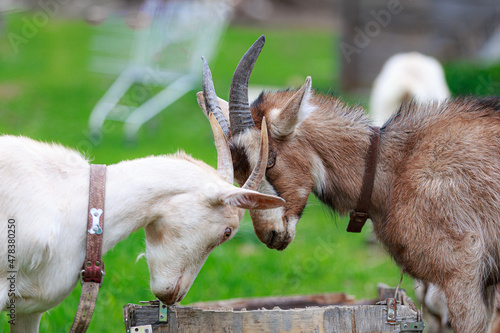 Fotografie, Tablou White goat beats colored alpine goat