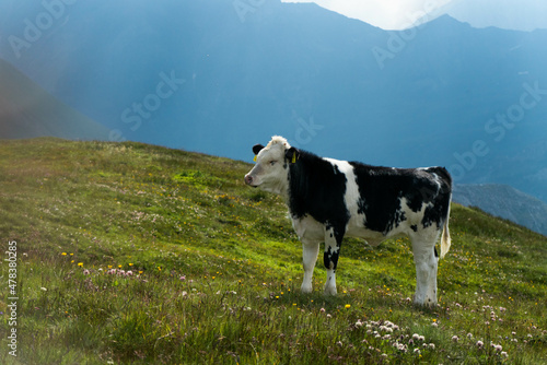 Alpine Cow