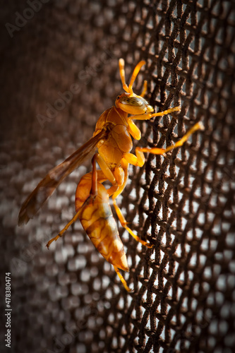 macro photography of a yellow paper wasp bee