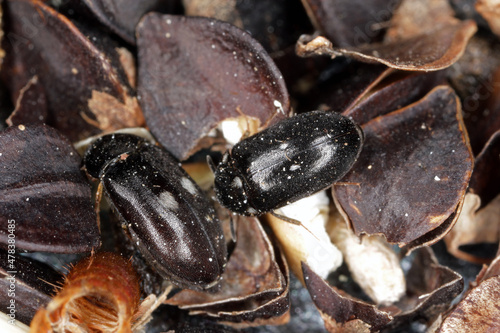 Attagenus pellio the fur beetle or carpet beetle from the family Dermestidae a skin beetles. On buckwheat seeds.